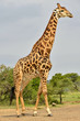 Giraffe in voller Pracht Giraffe in voller Pracht