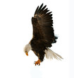 The Bald Eagle (Haliaeetus Leu...