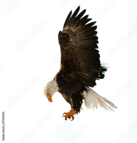 Photo: The Bald Eagle (Haliaeetus leucocephalus) The Bald Eagle (Haliaeetus leucocephalus)