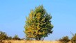 Beautiful young poplar tree