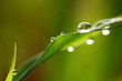 water drops on the green grass