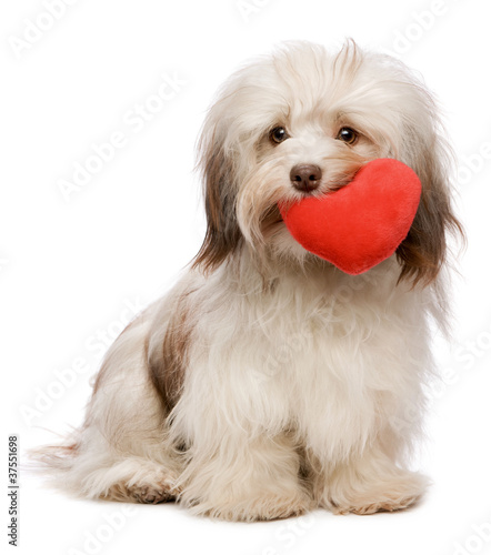 Photo: Lover Valentine chocolate Havanese Lover Valentine chocolate Havanese