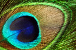 Close up of a peacock feather