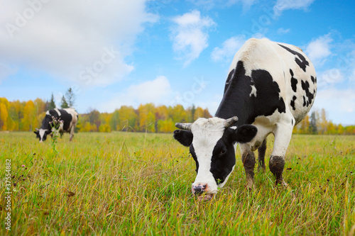 Photo: Herd Herd