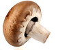 Champignon Nahaufnahme von der Seite Champignon Nahaufnahme von der Seite