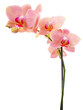 Orchid