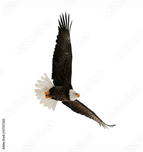 Foto: The Bald Eagle (Haliaeetus leucocephalus) The Bald Eagle (Haliaeetus leucocephalus)