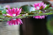 Nénuphar