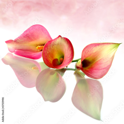 Photo: three fresh callas three fresh callas