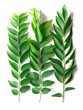 close up of fresh indian curry leaves close up of fresh indian curry leaves
