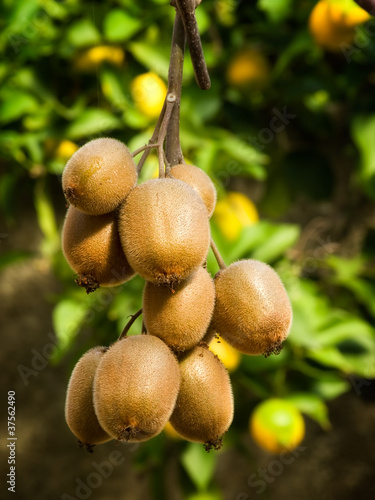 Photo: Kiwi Kiwi