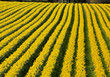 Foto: Rows of flowering yellow daffodil flowers in a field. Rows of flowering yellow daffodil flowers in a field.