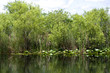 The Everglades Florida USA