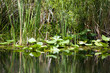 The Everglades Florida USA