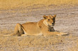 Löwin in der Steppe