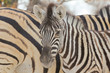Zebraherde