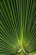 Palmenblatt Palmenblatt