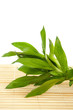 bamboo