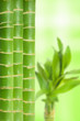 Bamboo