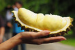 Durian cut on the hand