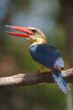 adult stork billed kingfisher