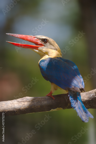 Photo: adult stork billed kingfisher adult stork billed kingfisher