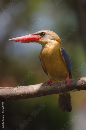 Photo: stork billed kingfisher frontal stork billed kingfisher frontal