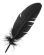 plume noire de calligraphie