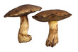 Freigestellte Butterpilze Freigestellte Butterpilze