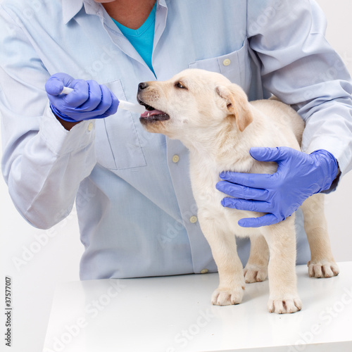 Photo: Veterinary is giving the medicine to the puppy of the labrador Veterinary is giving the medicine to the puppy of the labrador