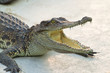 Young Crocodiles resting
