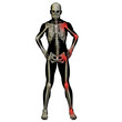 High resolution conceptual 3D anatomy High resolution conceptual 3D anatomy