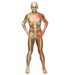High resolution conceptual 3D anatomy High resolution conceptual 3D anatomy