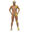 High resolution conceptual 3D anatomy High resolution conceptual 3D anatomy