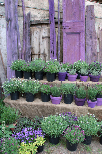 Photo: Orto di lavanda Orto di lavanda