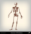 Engraving vintage full skeleton.