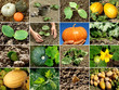 pumpkin collage pumpkin collage