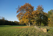 forêt de champs sur marne