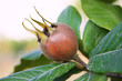 The Medlar
