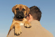 chiot bullmastiff porté sur l'épaule