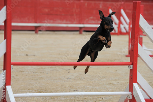 Photo: Manchester Terrier in agility Manchester Terrier in agility