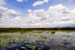 The Everglades Florida USA