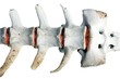 Spine or Backbone
