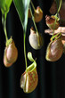 nepenthes (tropical pitcher plants or monkey cups)