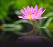 Lotus (Water Lily) with reflection