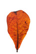Fall leaf on white background