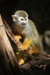 Saimiri monkey agains dark background