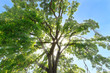 Sun rays filtering through crown of oak tree