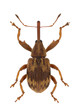 Foto: Anthonomus rectirostris Anthonomus rectirostris