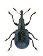 Involvulus caeruleus